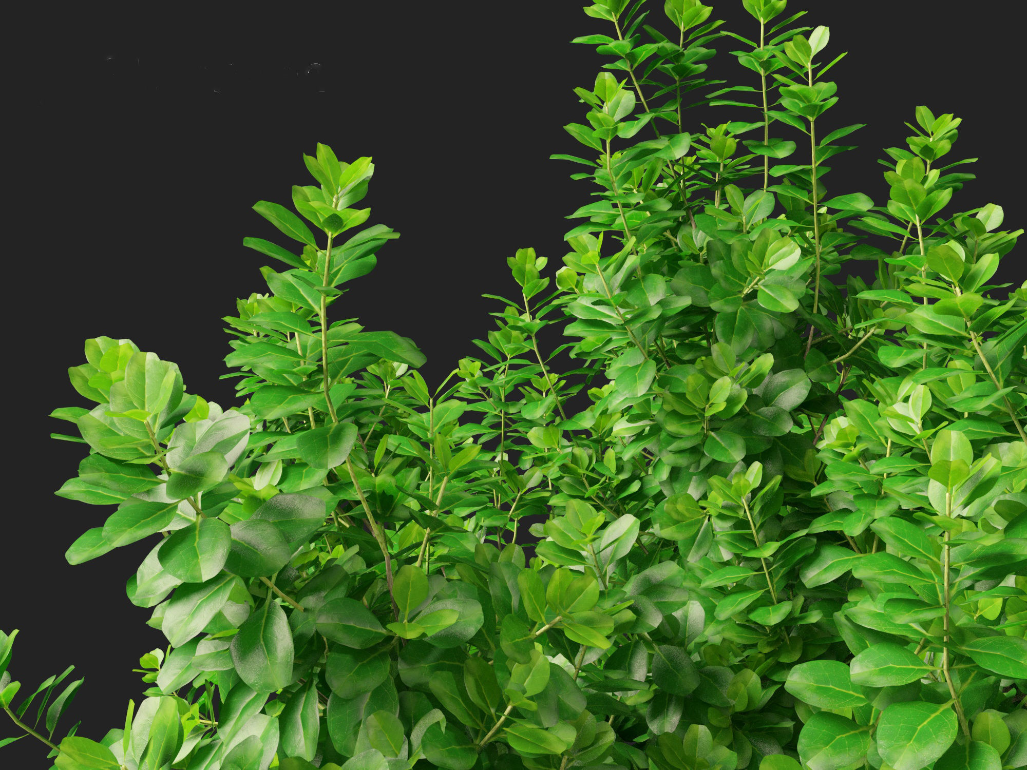 Coprosma repens - New Zealand laurel 3D model_7