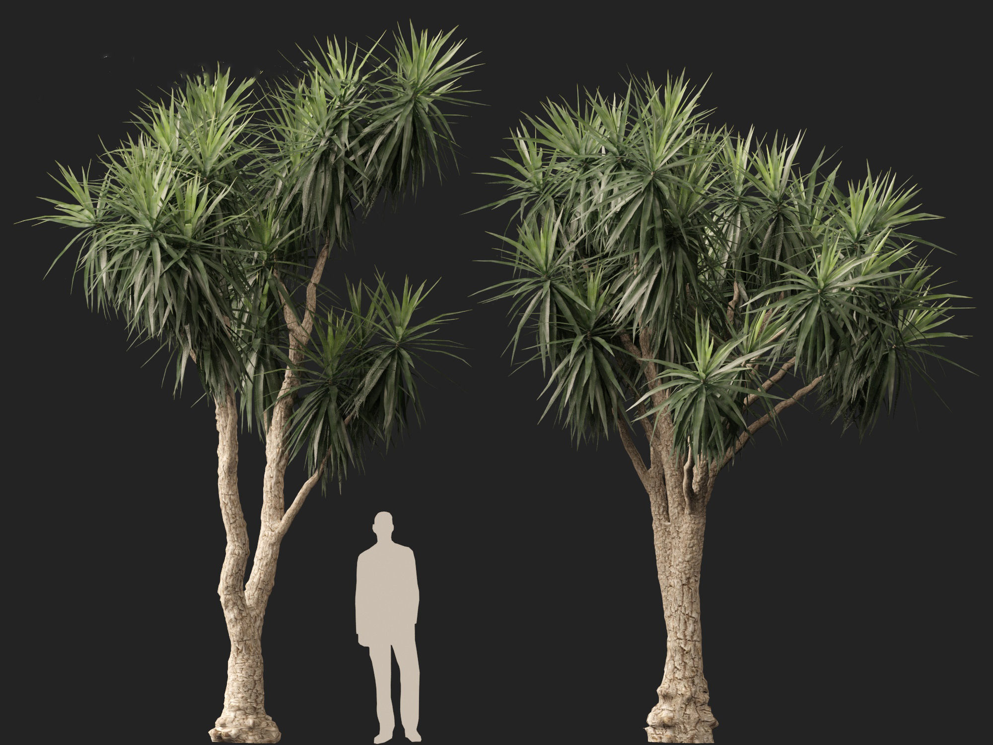 Cordyline australis - Giant dracaena 3D model_6
