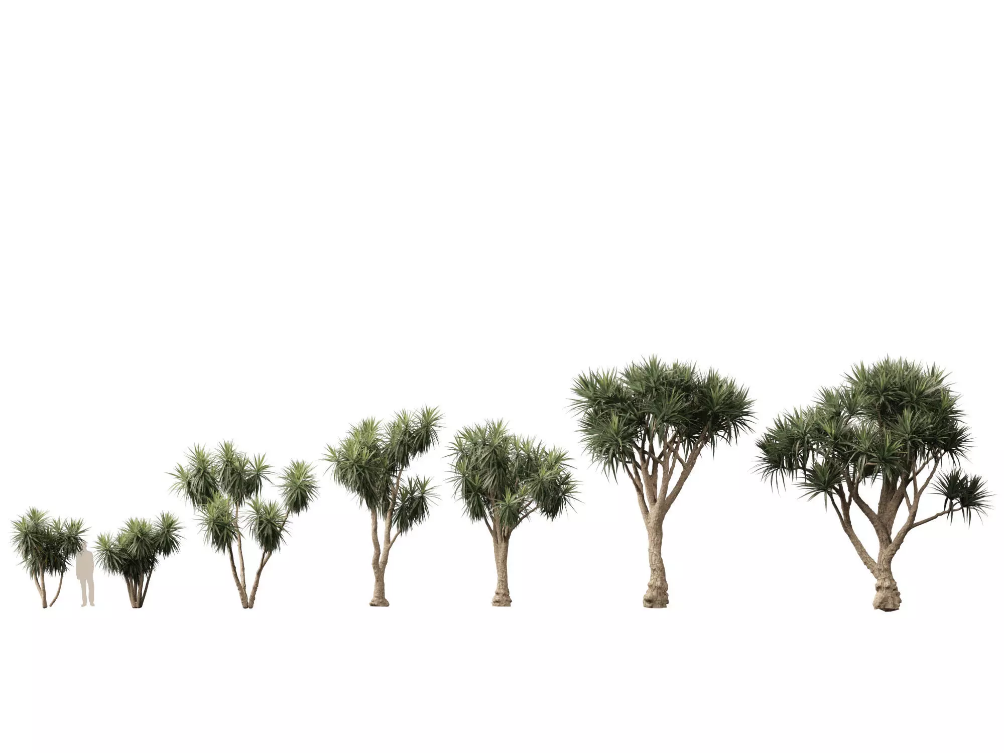 Cordyline australis - Giant dracaena 3D model_0