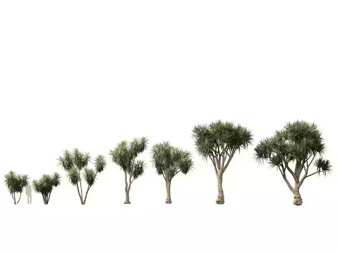 Cordyline australis - Giant dracaena 3D model