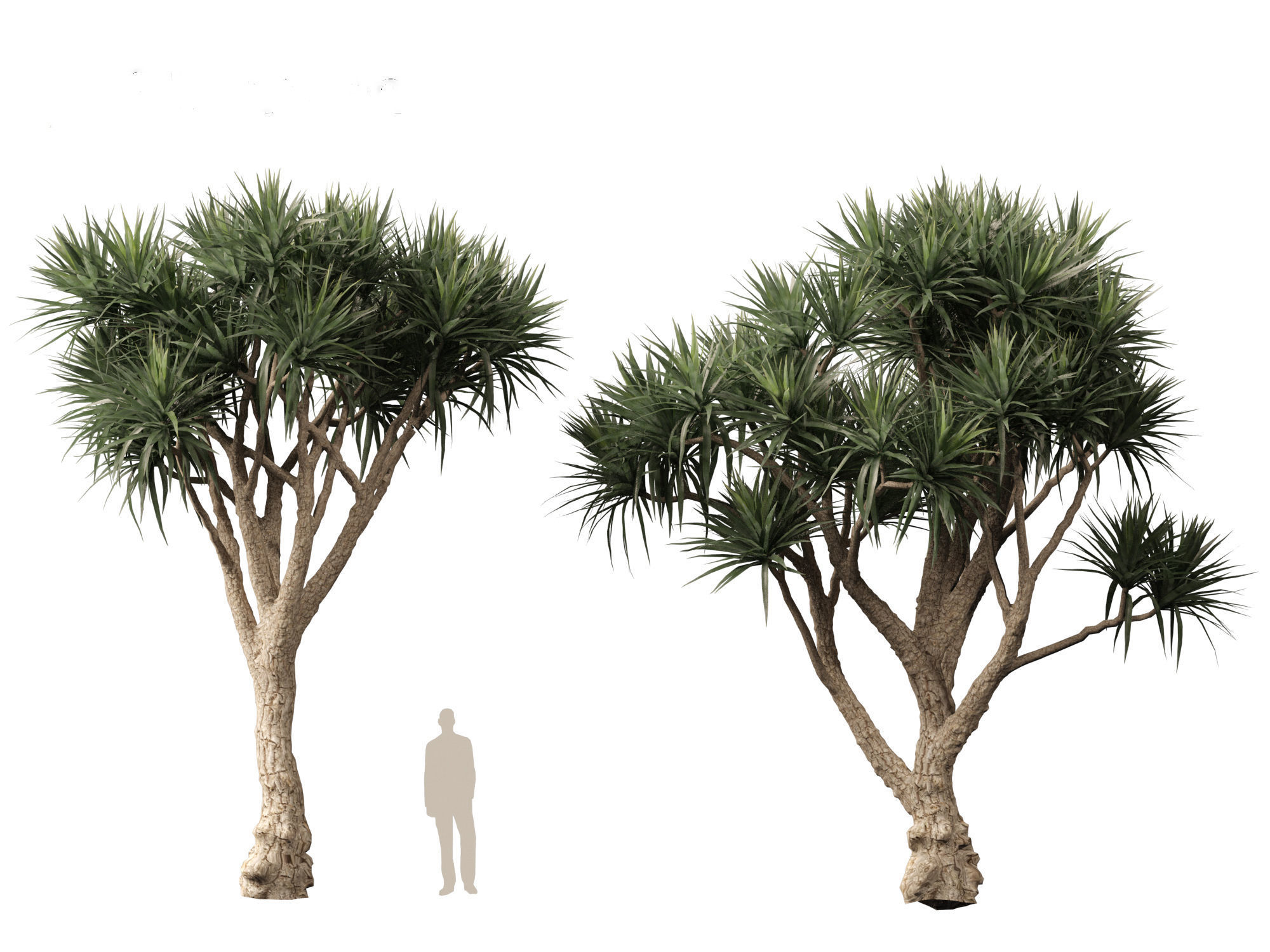 Cordyline australis - Giant dracaena 3D model_7