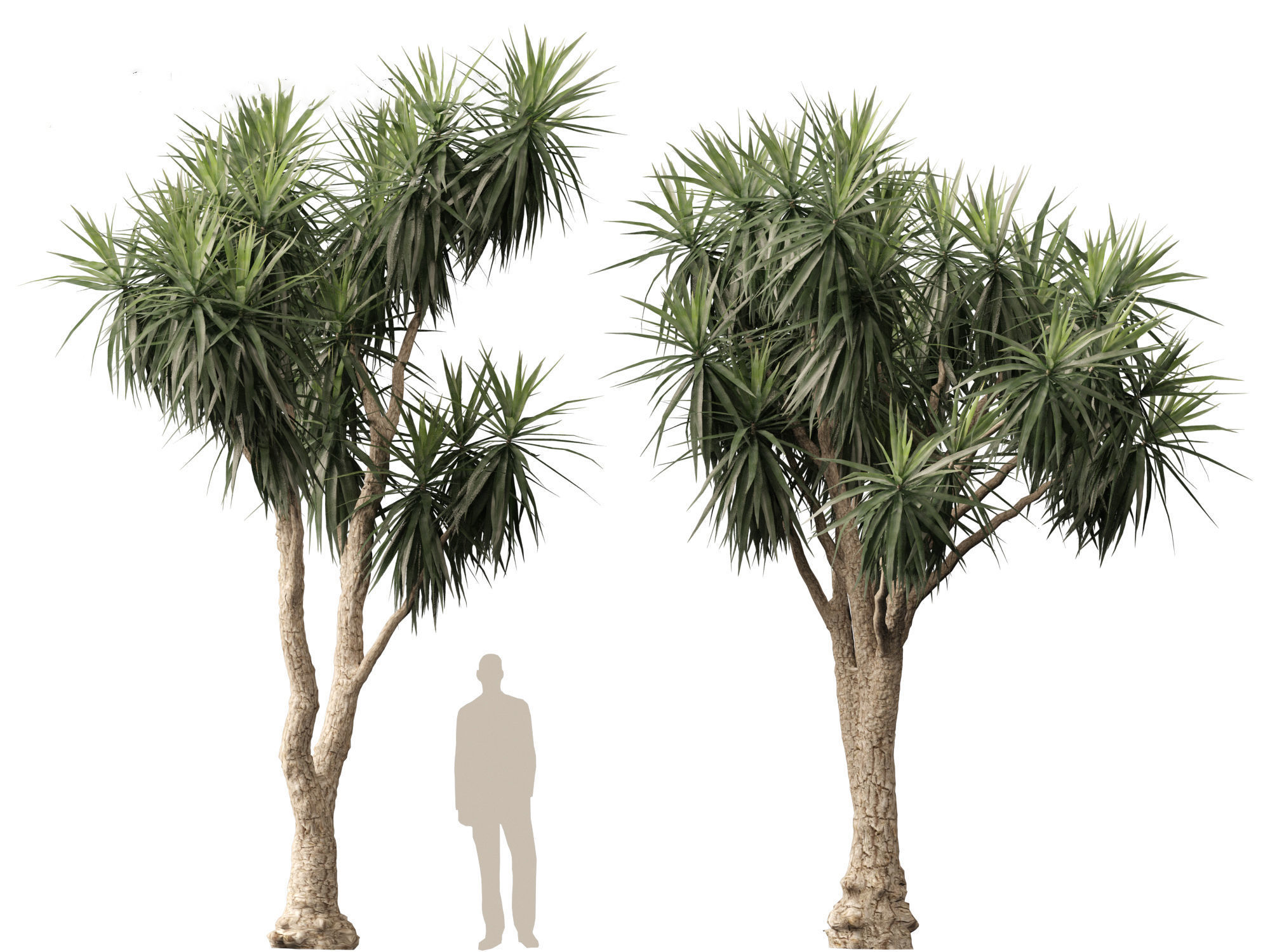 Cordyline australis - Giant dracaena 3D model_5
