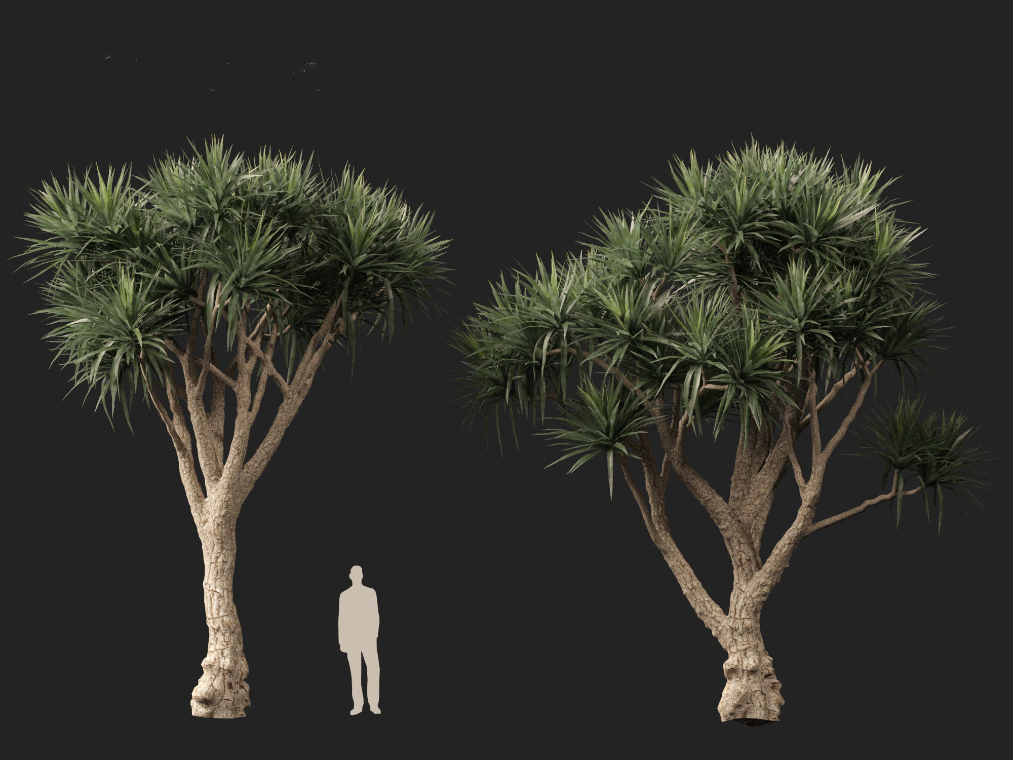 Cordyline australis - Giant dracaena 3D model_8