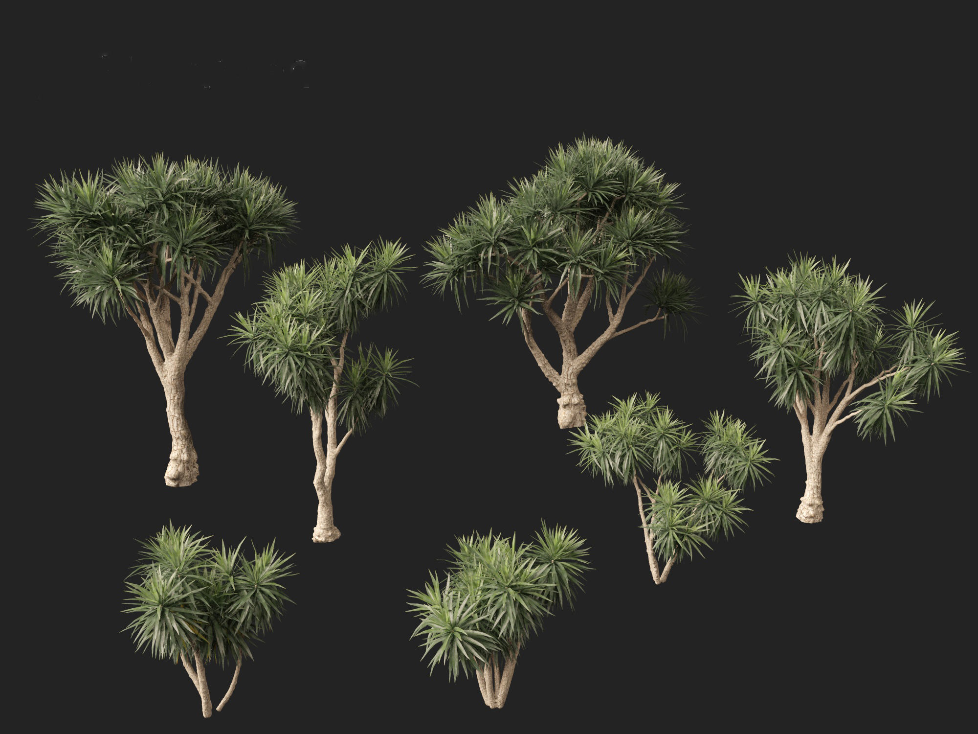 Cordyline australis - Giant dracaena 3D model_1