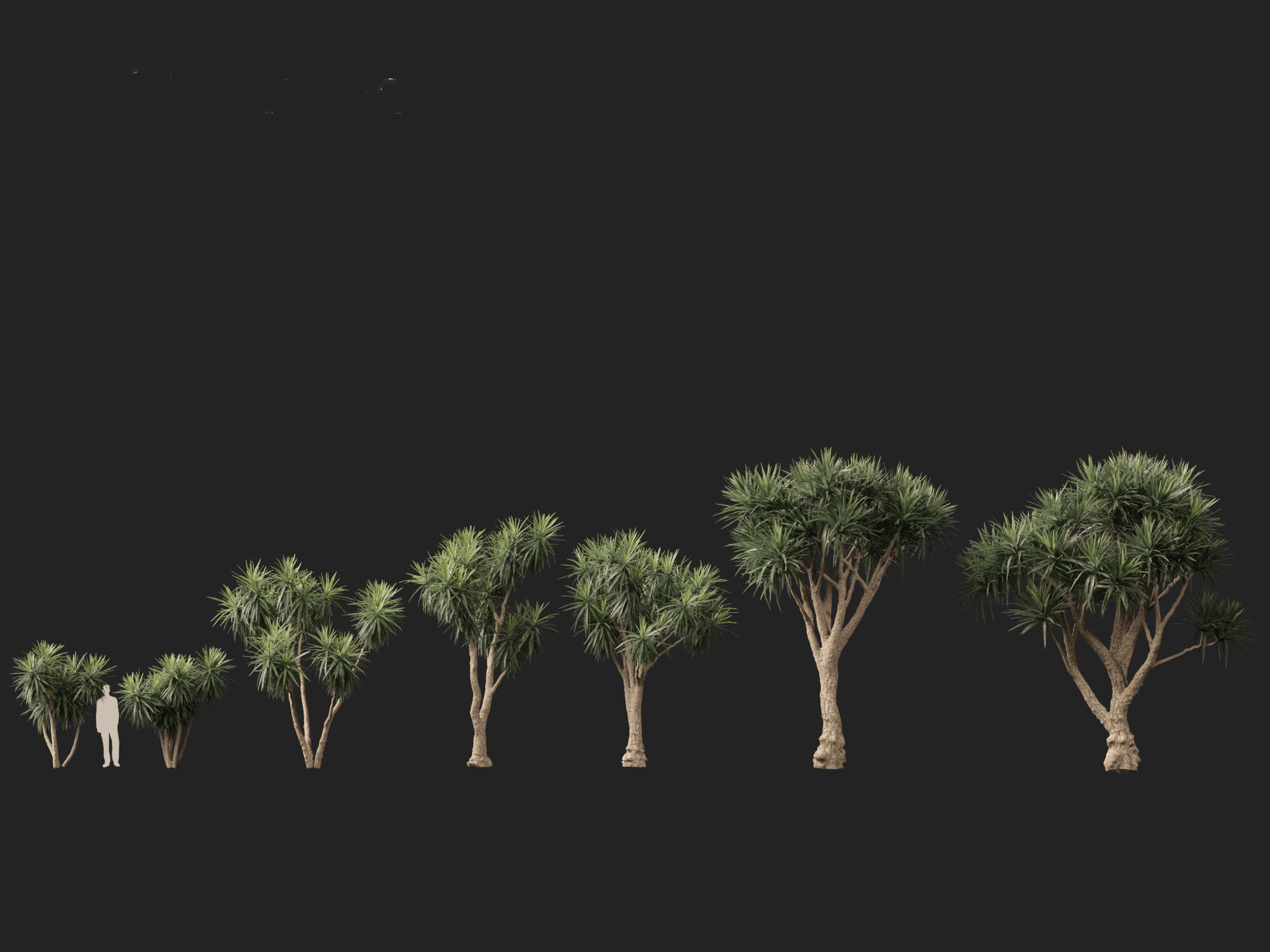 Cordyline australis - Giant dracaena 3D model_2