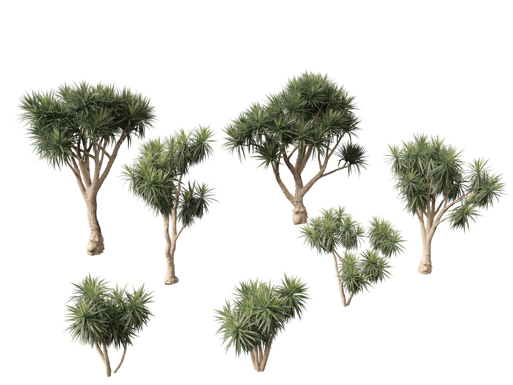 Cordyline australis - Giant dracaena 3D model_9
