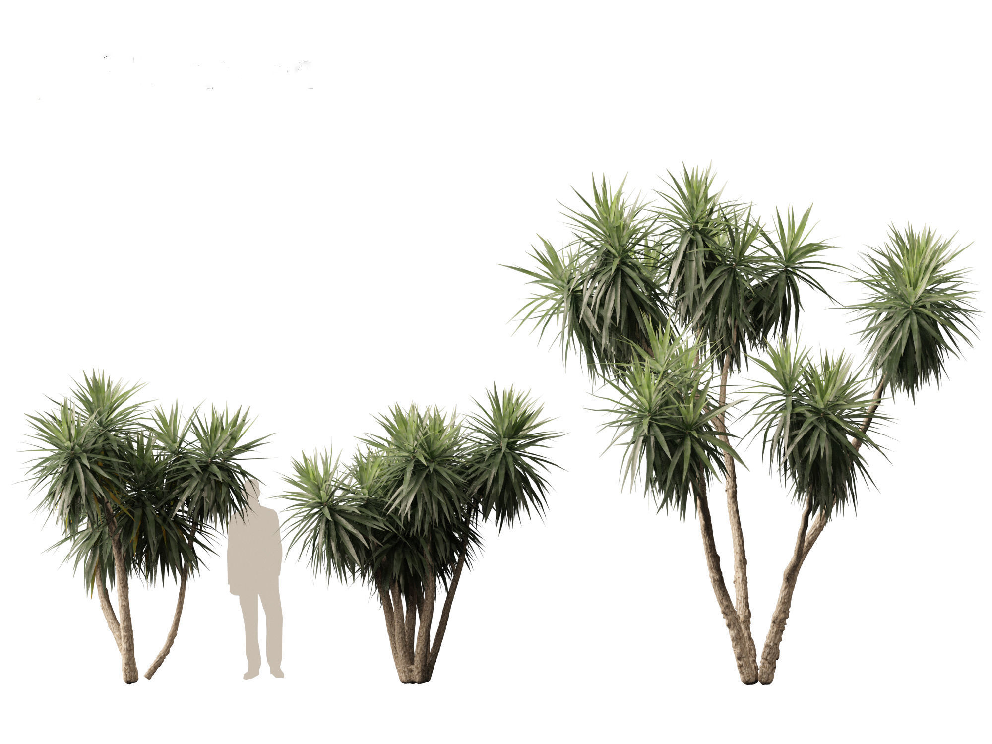 Cordyline australis - Giant dracaena 3D model_3