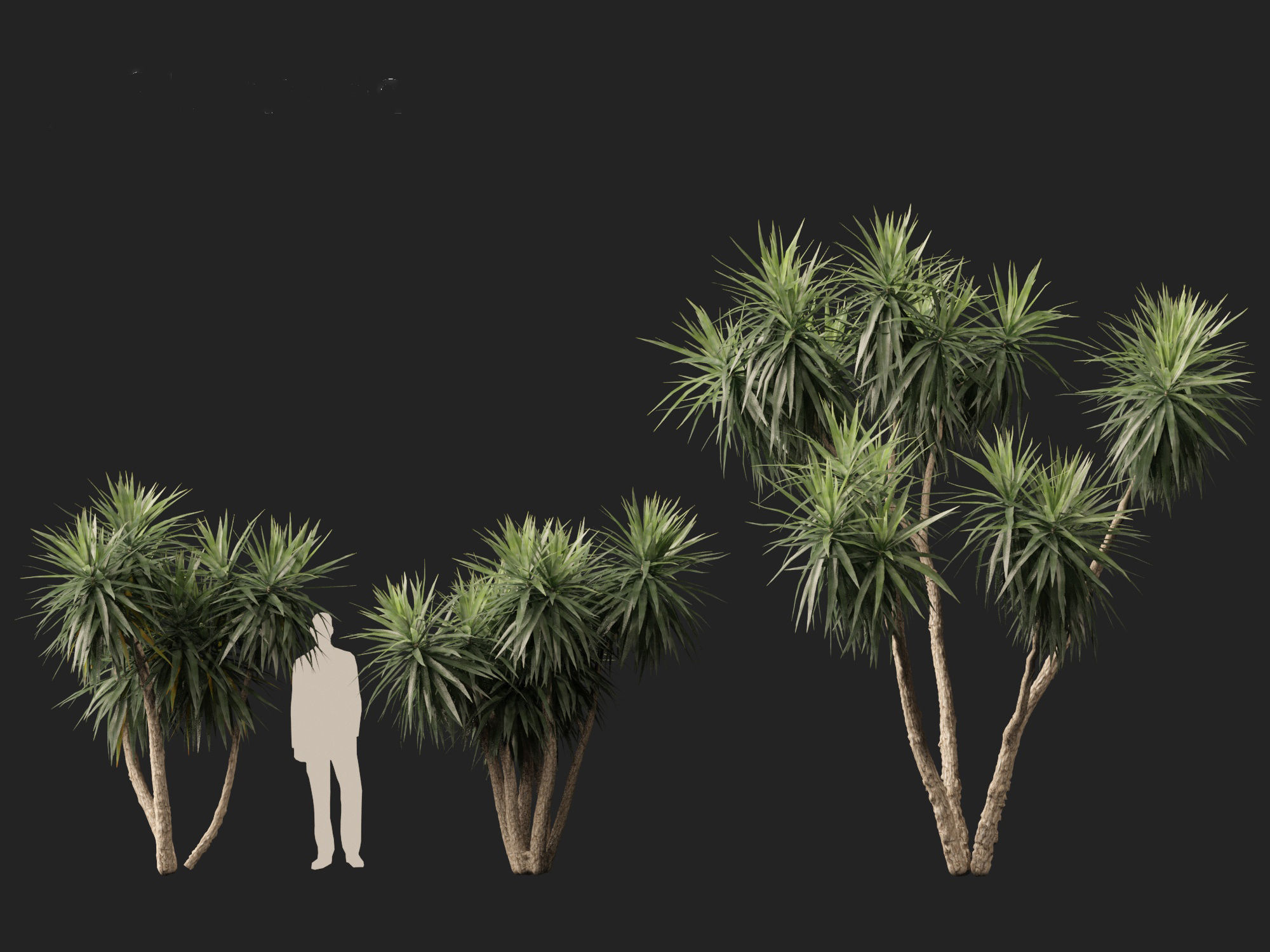 Cordyline australis - Giant dracaena 3D model_4