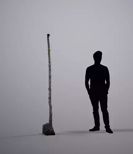 Karelian Pine 05 Raw Scan