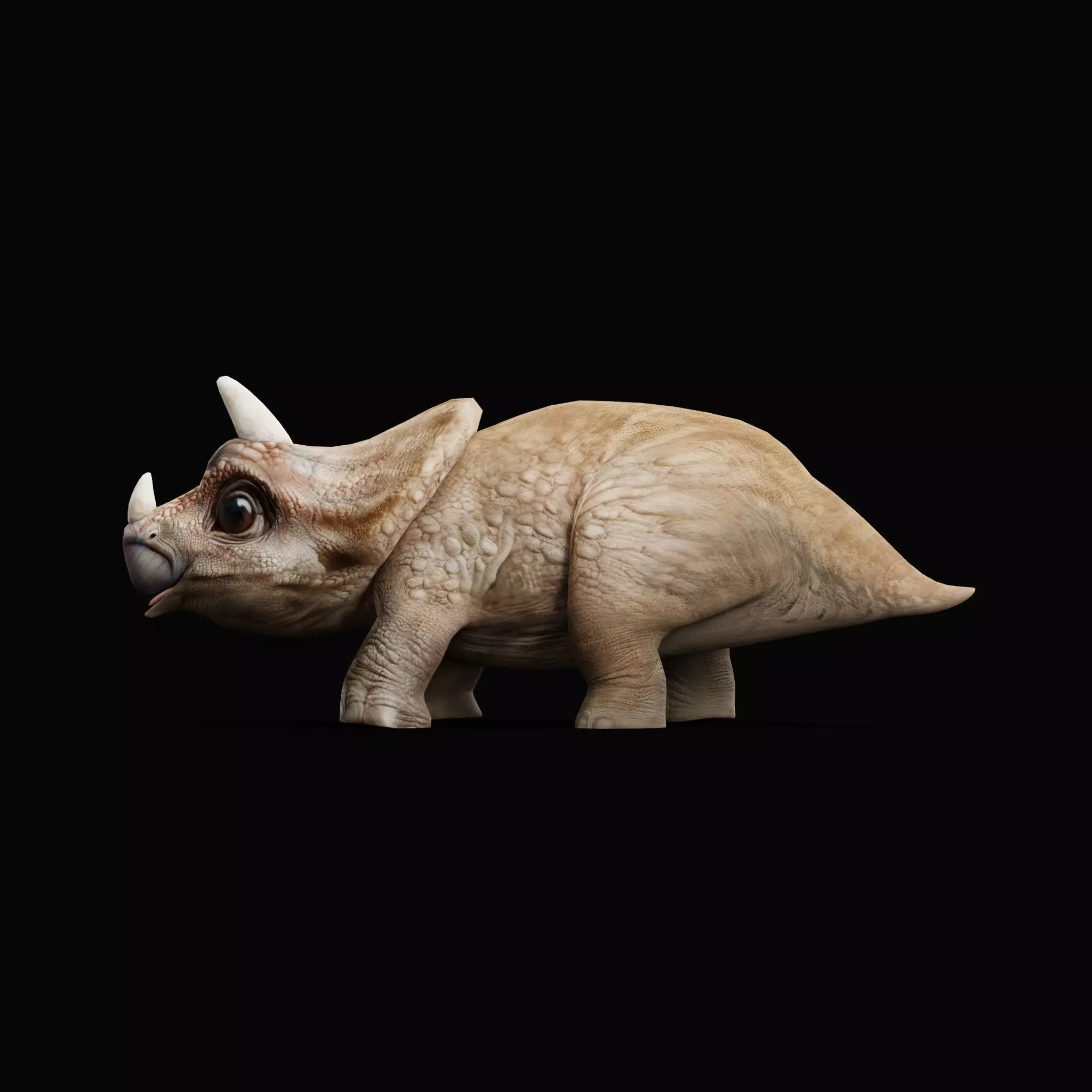 Triceratops Baby Reptile Dinosaur Low-poly 3D model_0