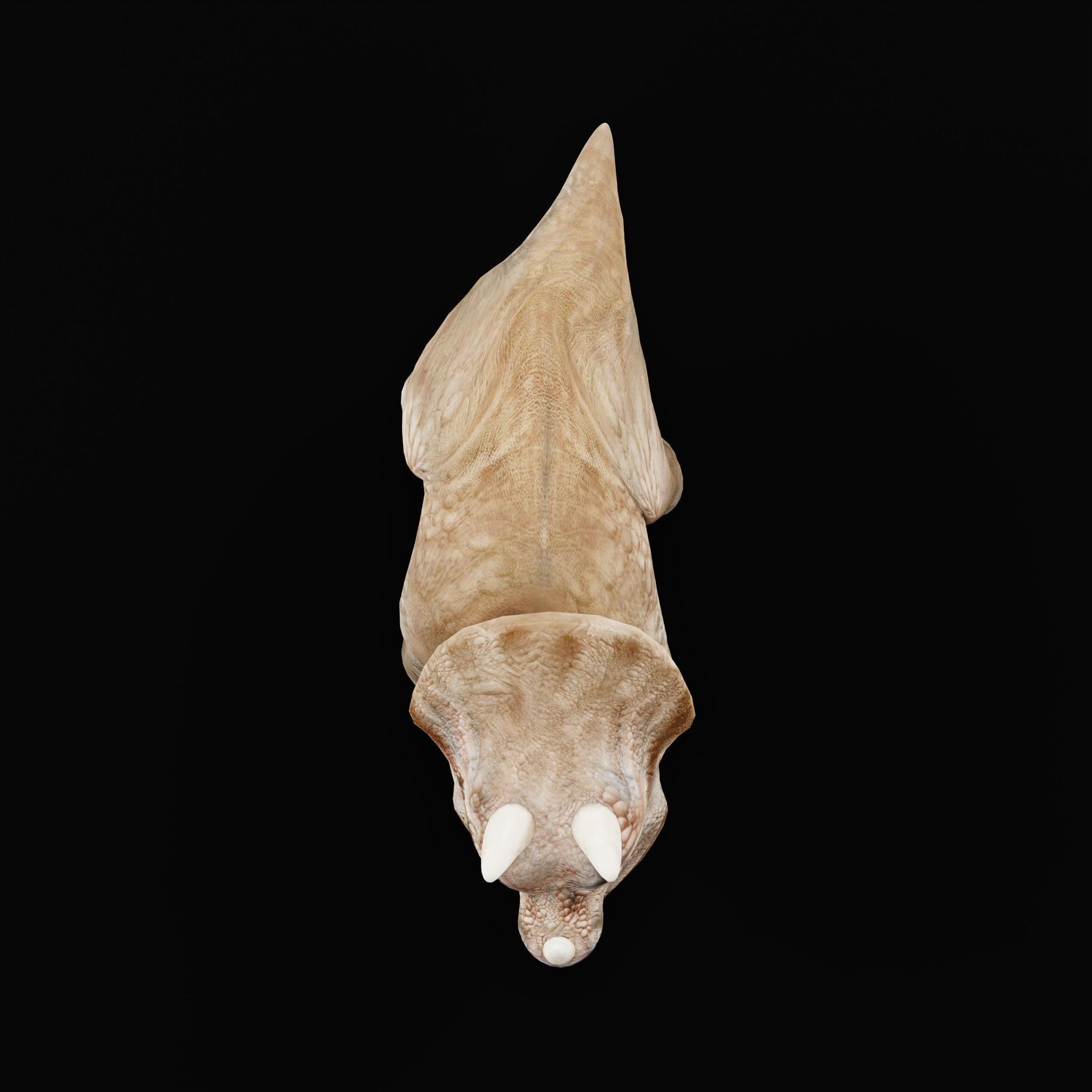 Triceratops Baby Reptile Dinosaur Low-poly 3D model_4