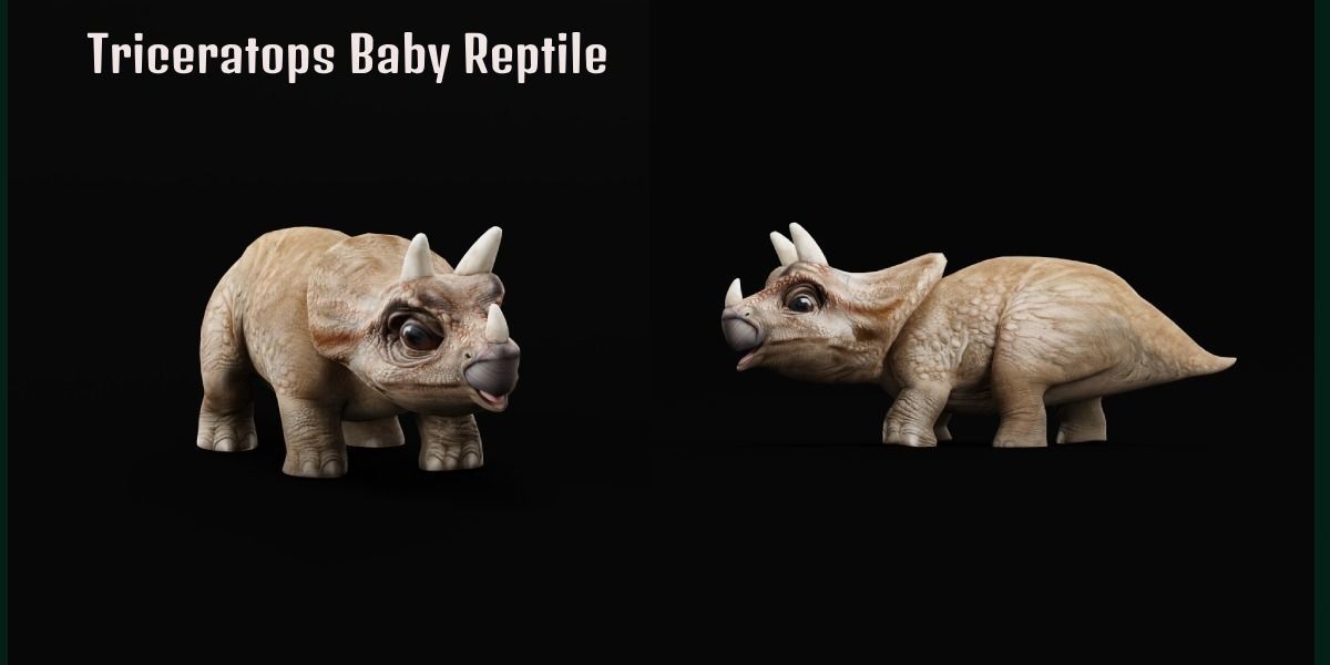Triceratops Baby Reptile Dinosaur Low-poly 3D model_19