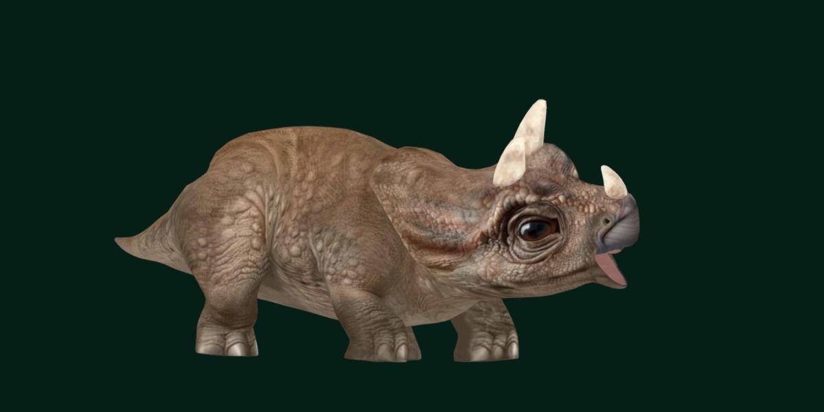Triceratops Baby Reptile Dinosaur Low-poly 3D model_18