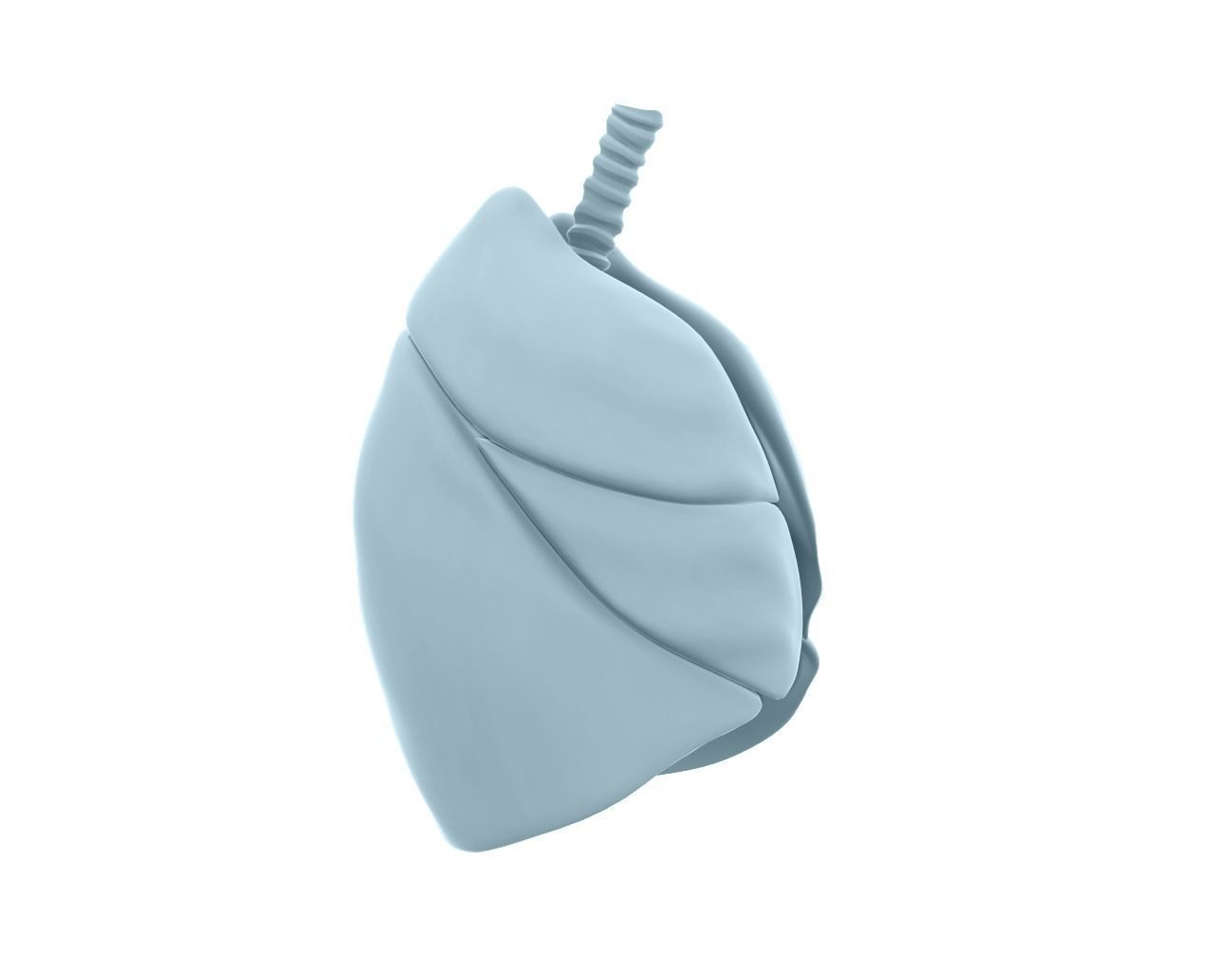 Lungs - Printable  3D print model_3