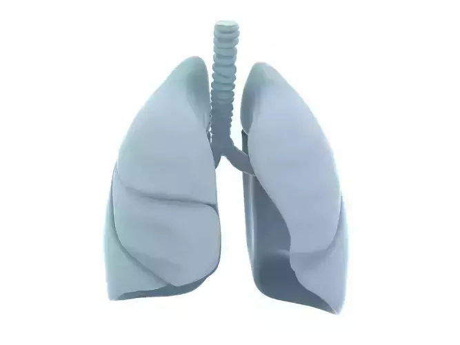 Lungs - Printable  3D print model