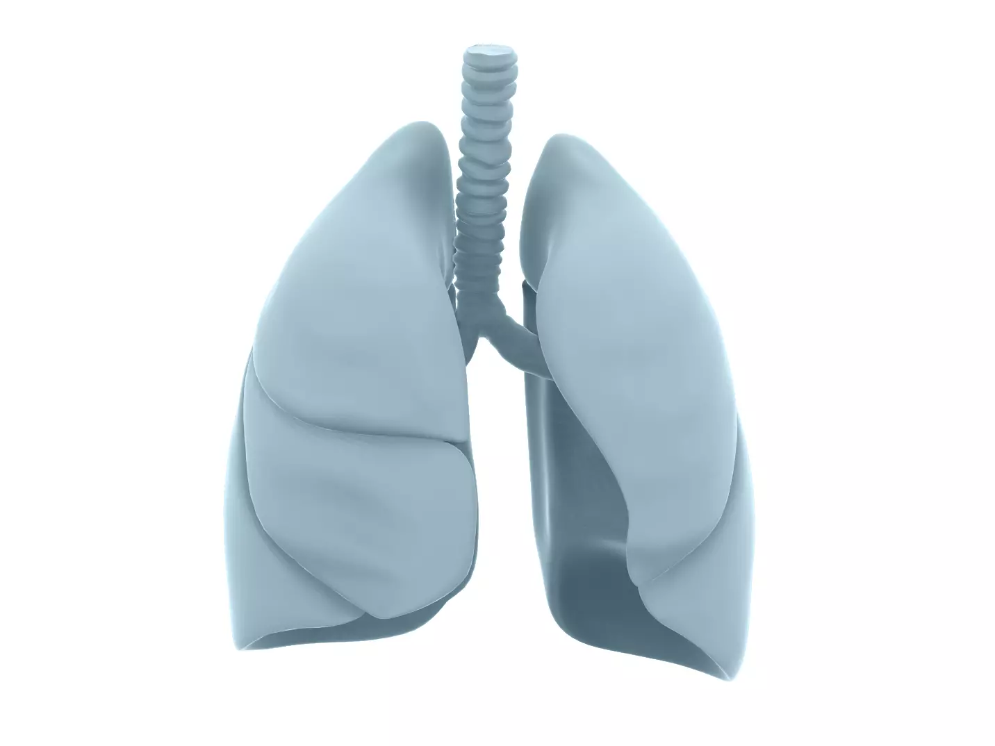 Lungs - Printable  3D print model_0