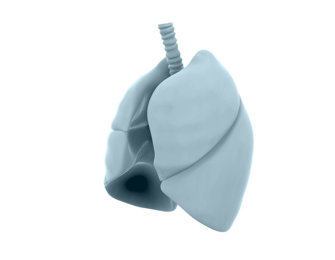 Lungs - Printable  3D print model_4