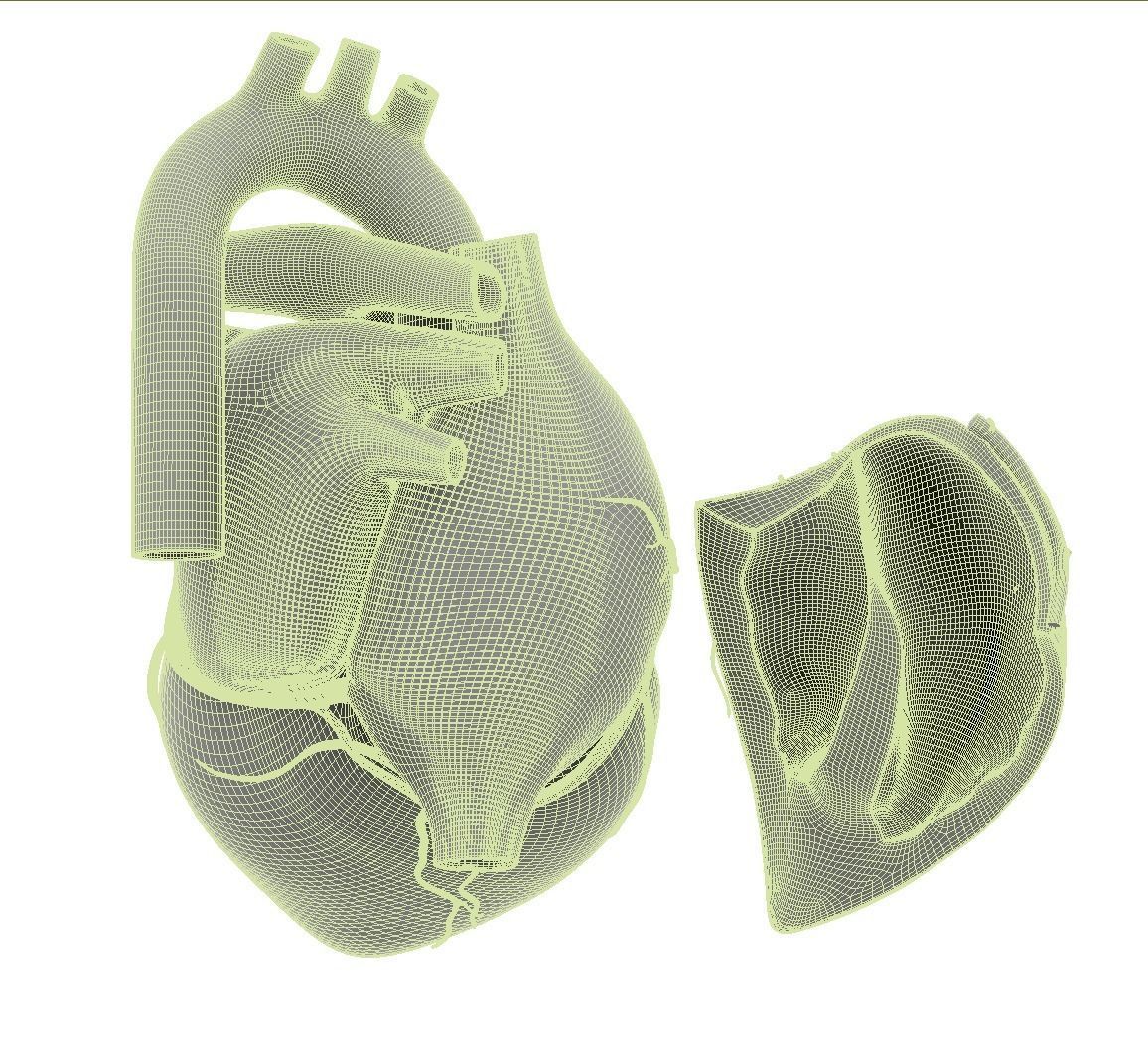Inside Heart Anatomy - Printable 3D print model_12