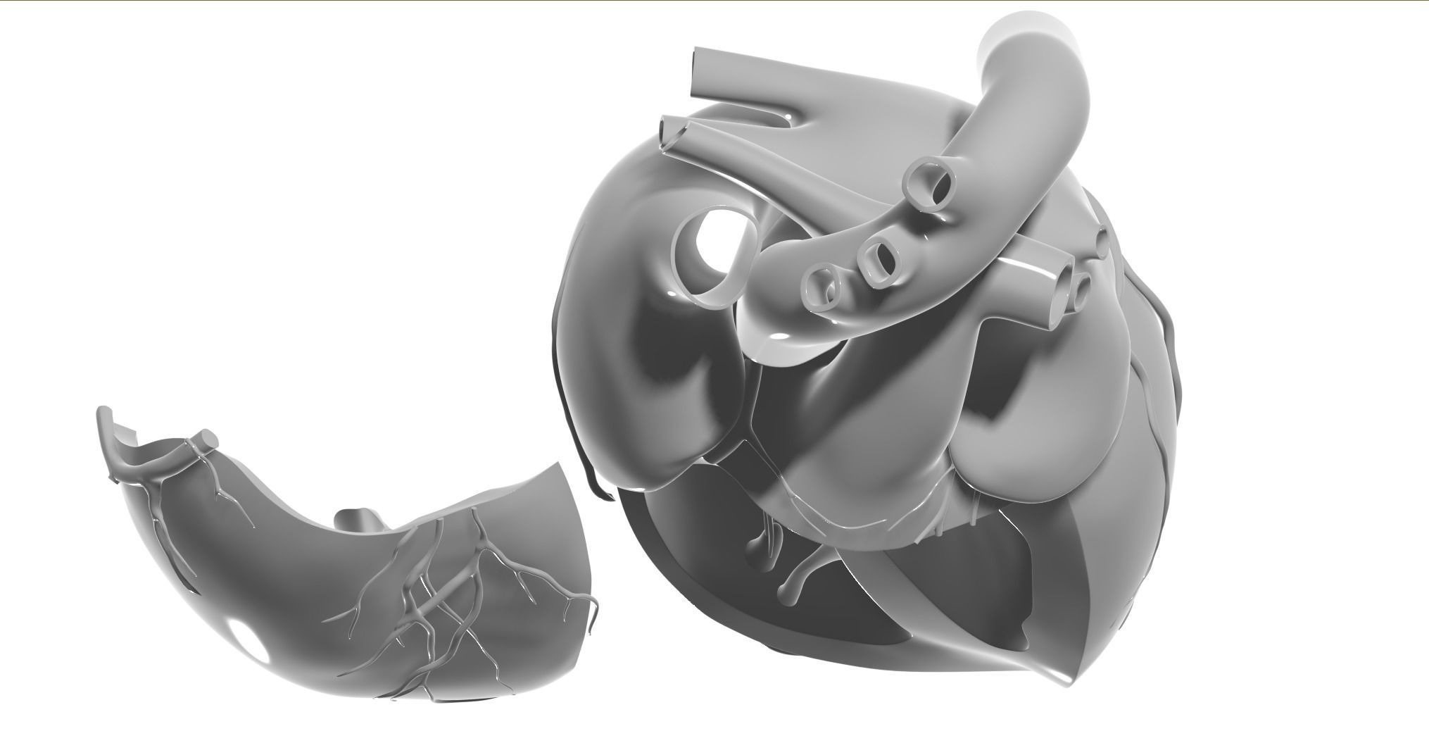 Inside Heart Anatomy - Printable 3D print model_3