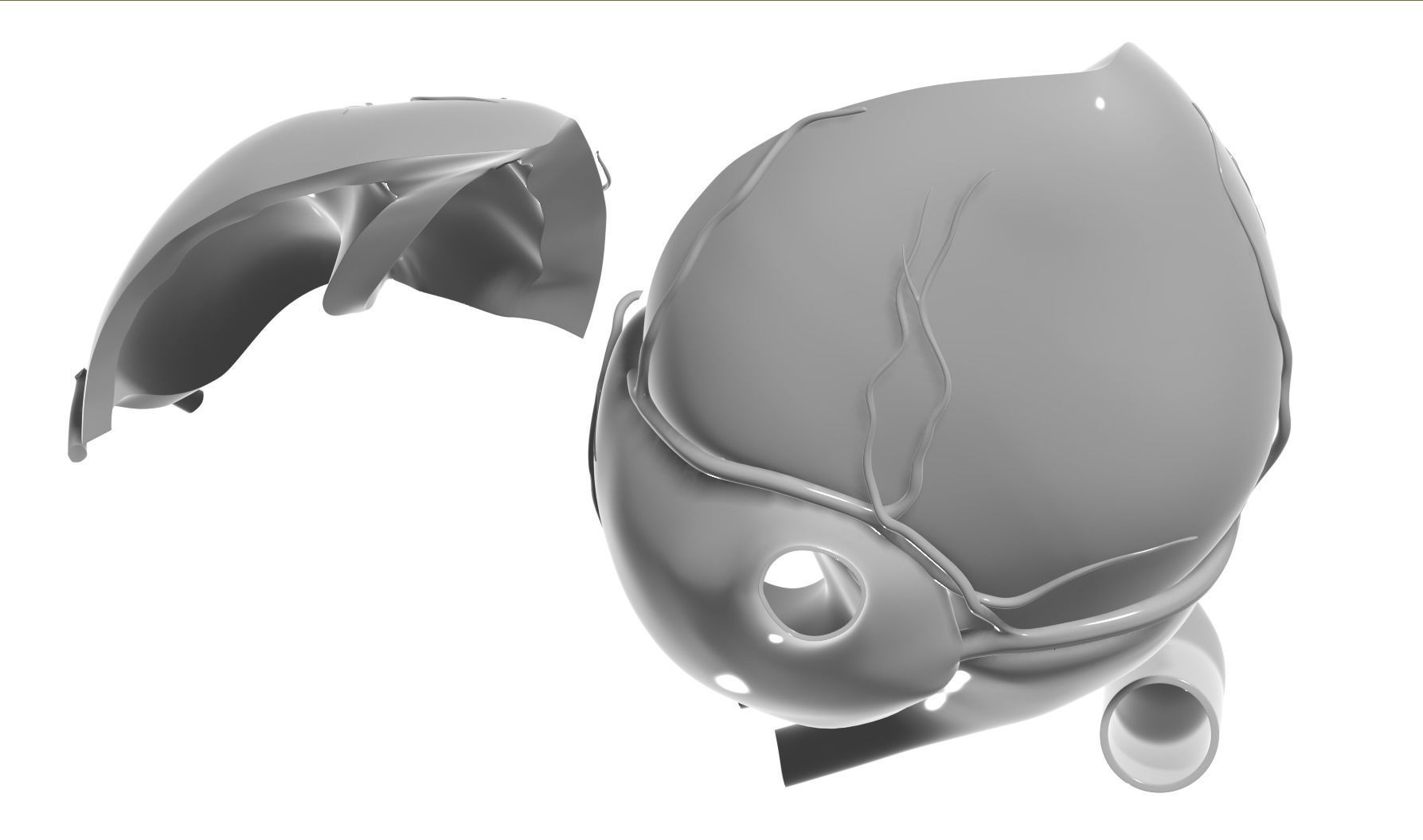 Inside Heart Anatomy - Printable 3D print model_10