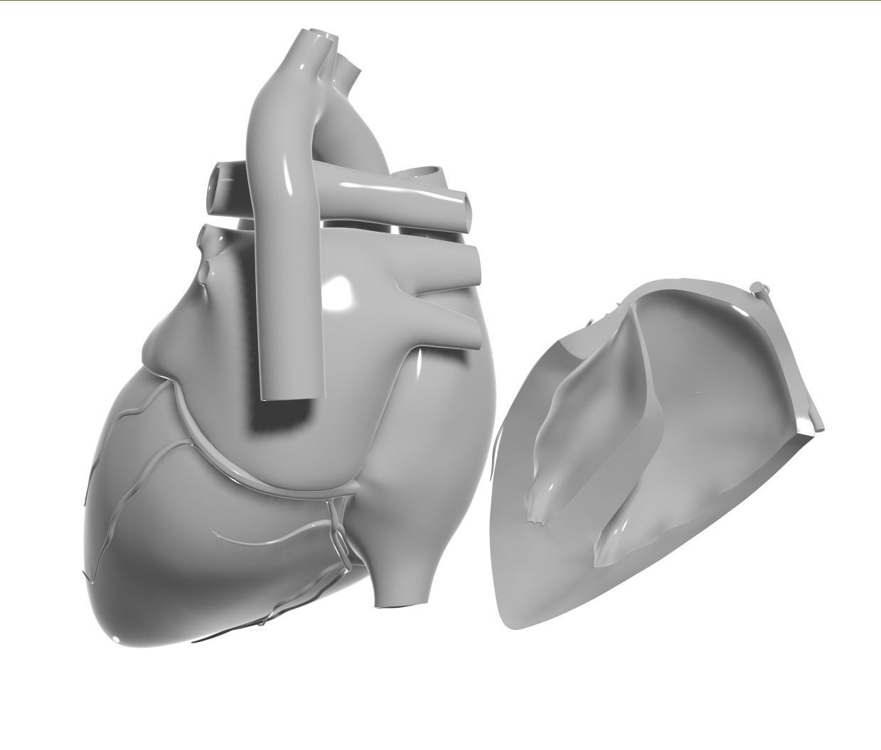 Inside Heart Anatomy - Printable 3D print model_4
