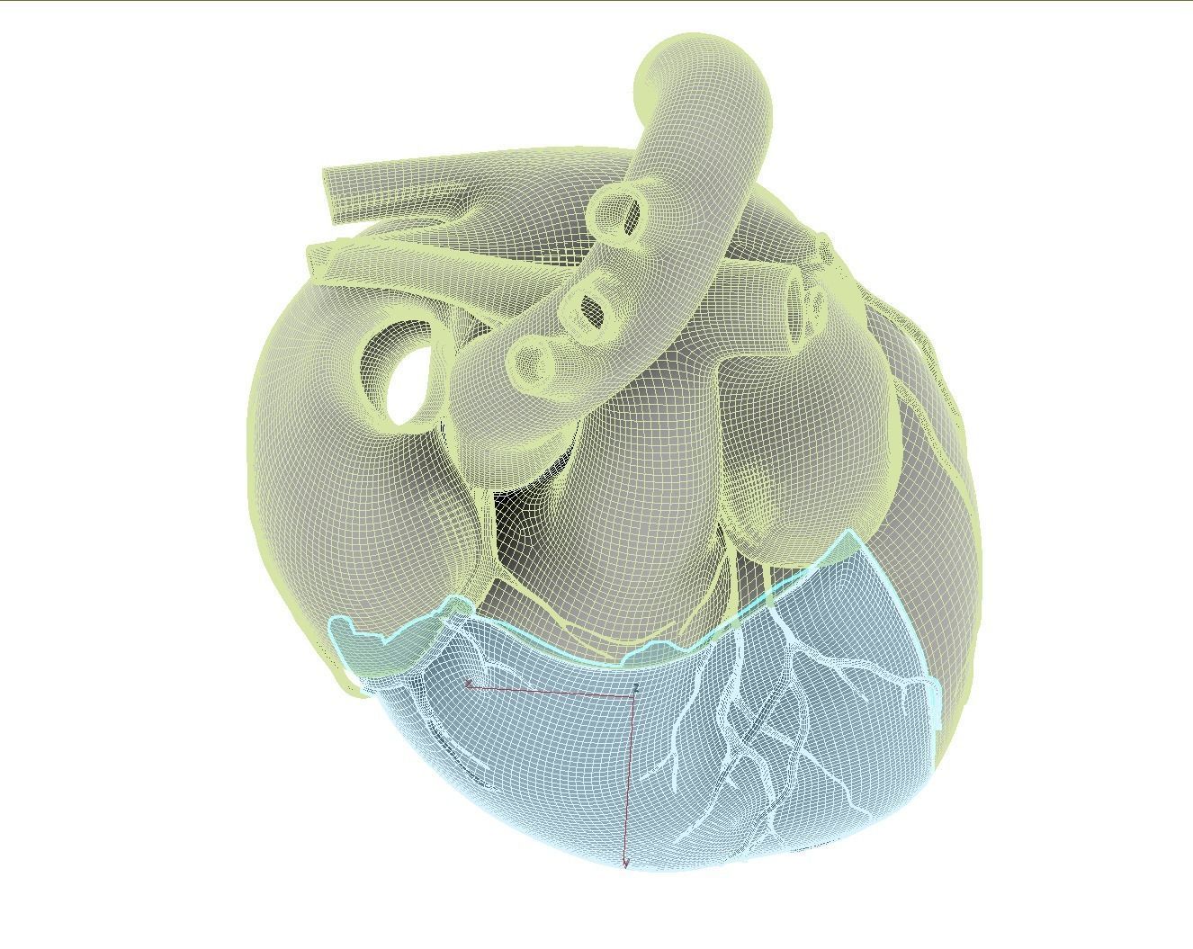 Inside Heart Anatomy - Printable 3D print model_14