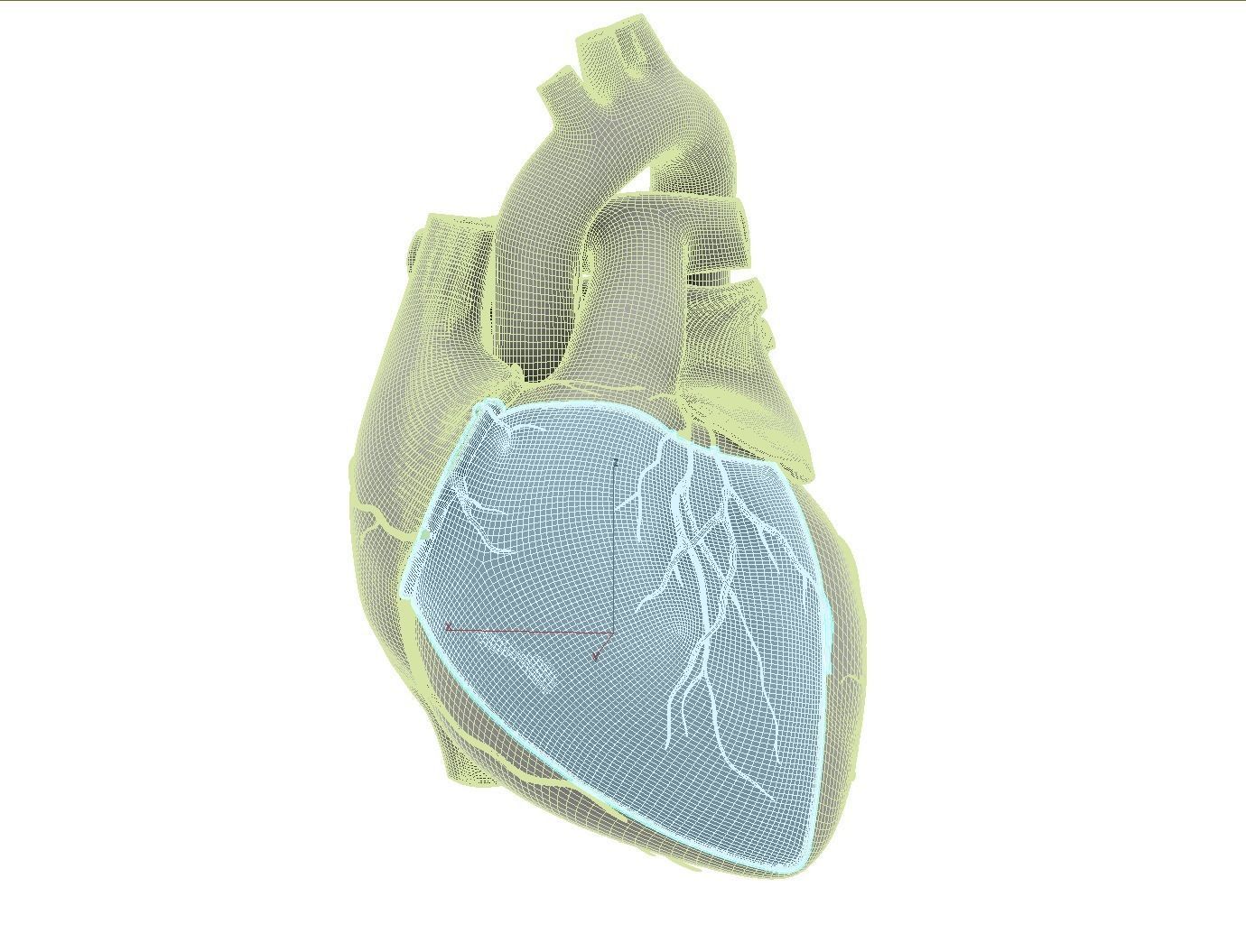 Inside Heart Anatomy - Printable 3D print model_13