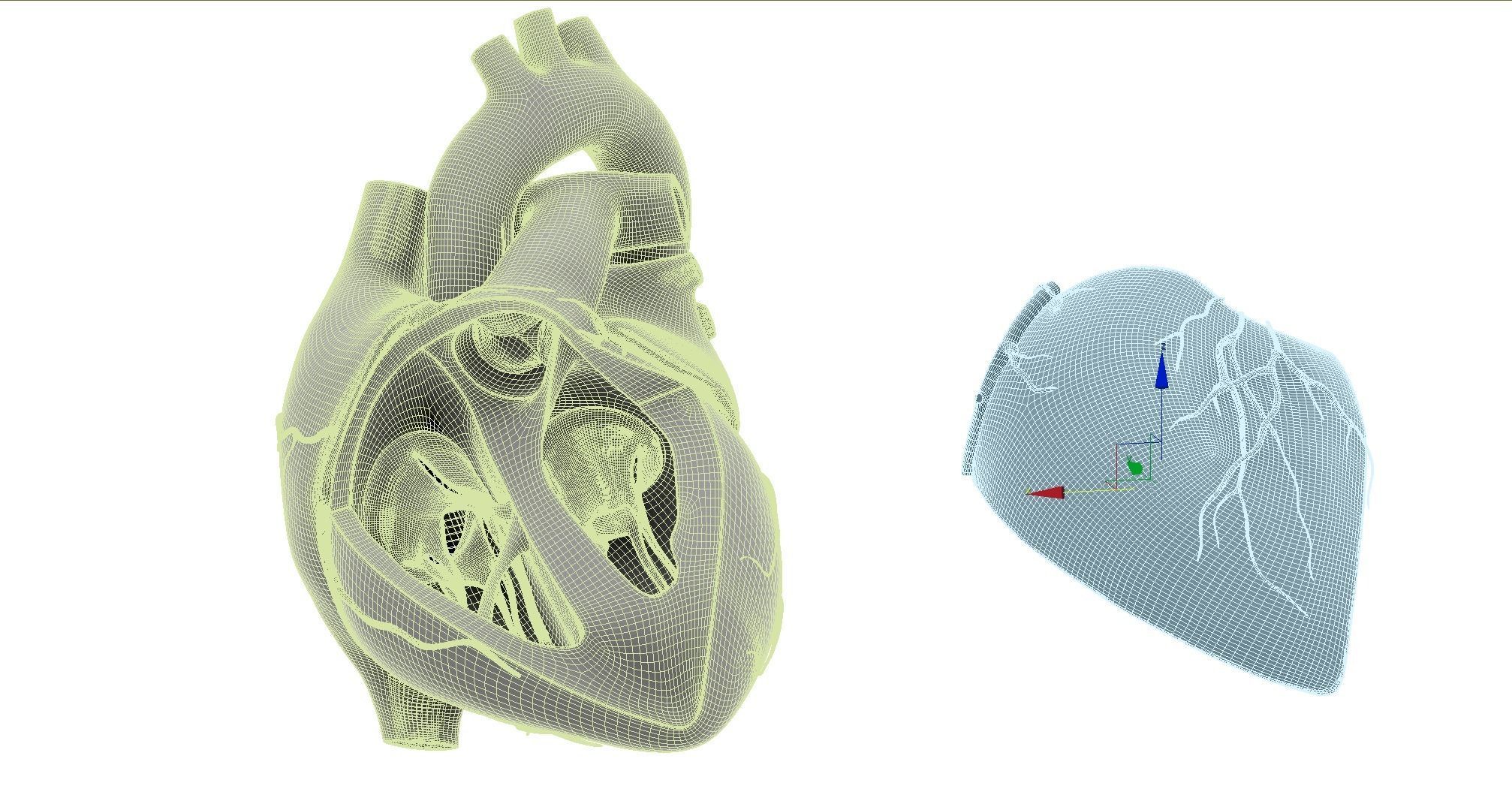 Inside Heart Anatomy - Printable 3D print model_15
