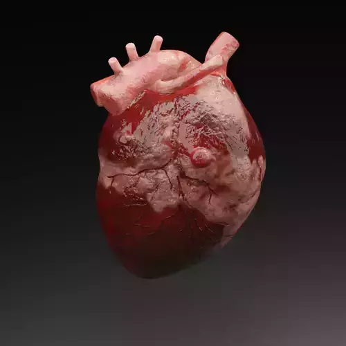 3D Human Heart Anatomy Animation model