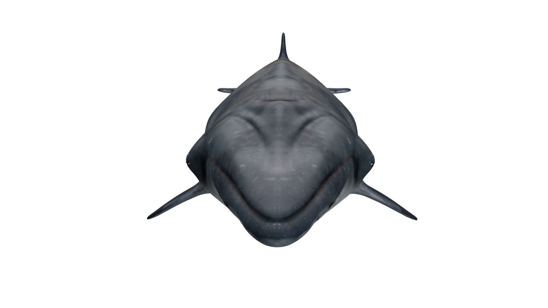 Sei Whale 3D model_2