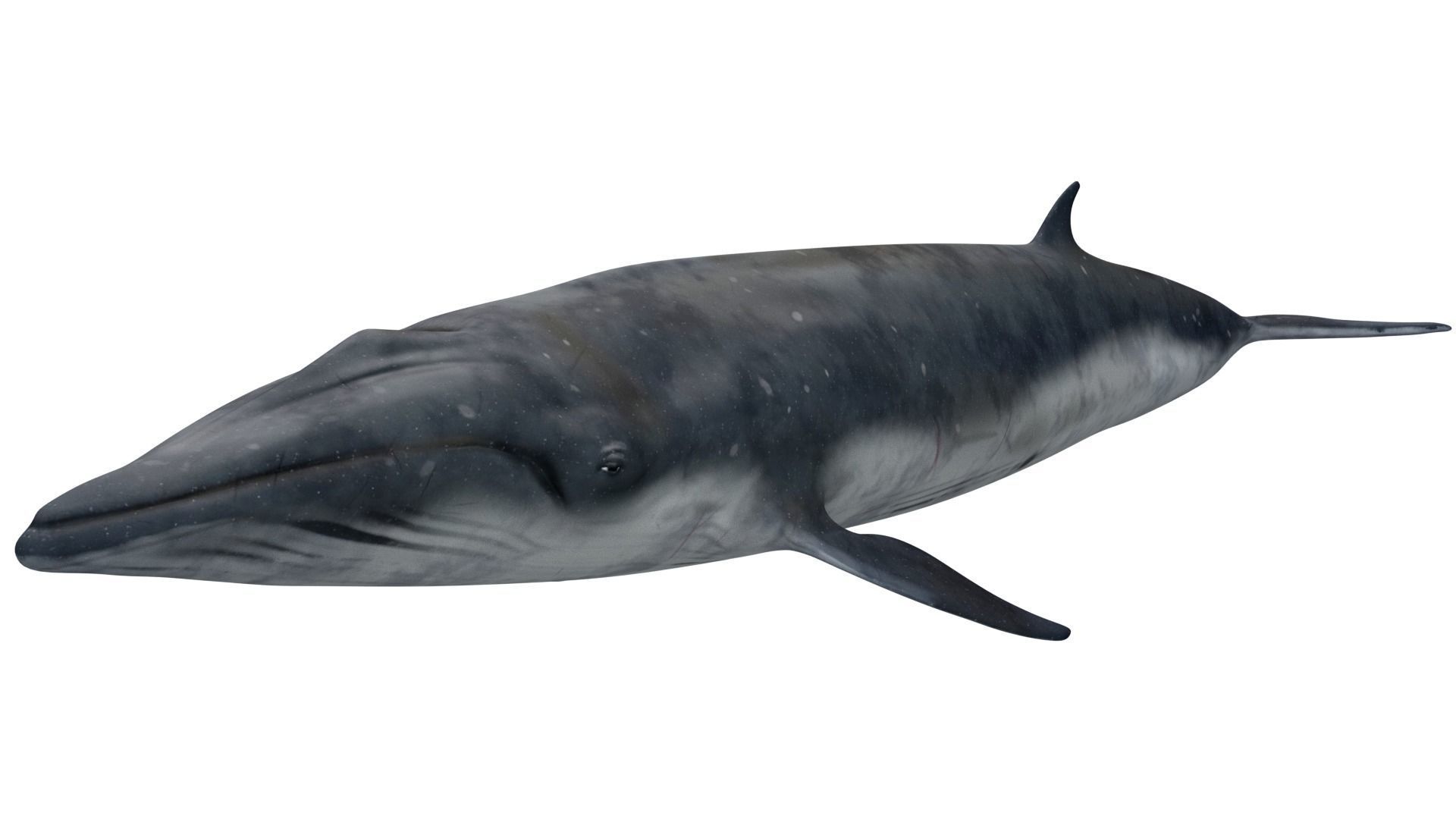 Sei Whale 3D model_1