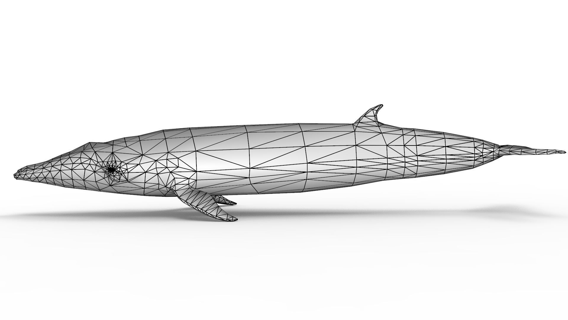 Sei Whale 3D model_10