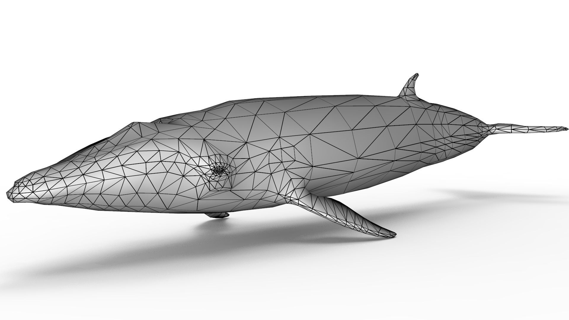 Sei Whale 3D model_11