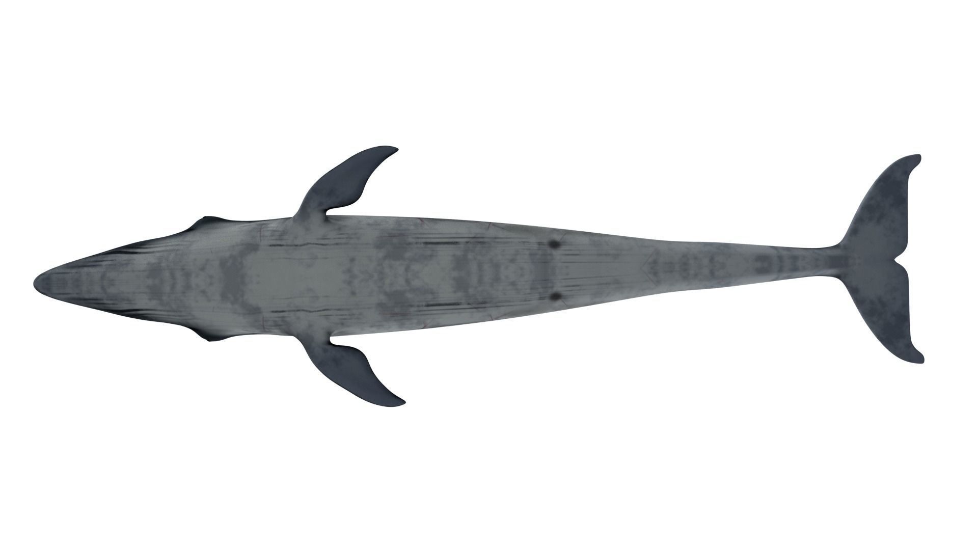 Sei Whale 3D model_9