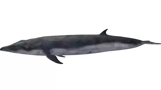 Sei Whale 3D model