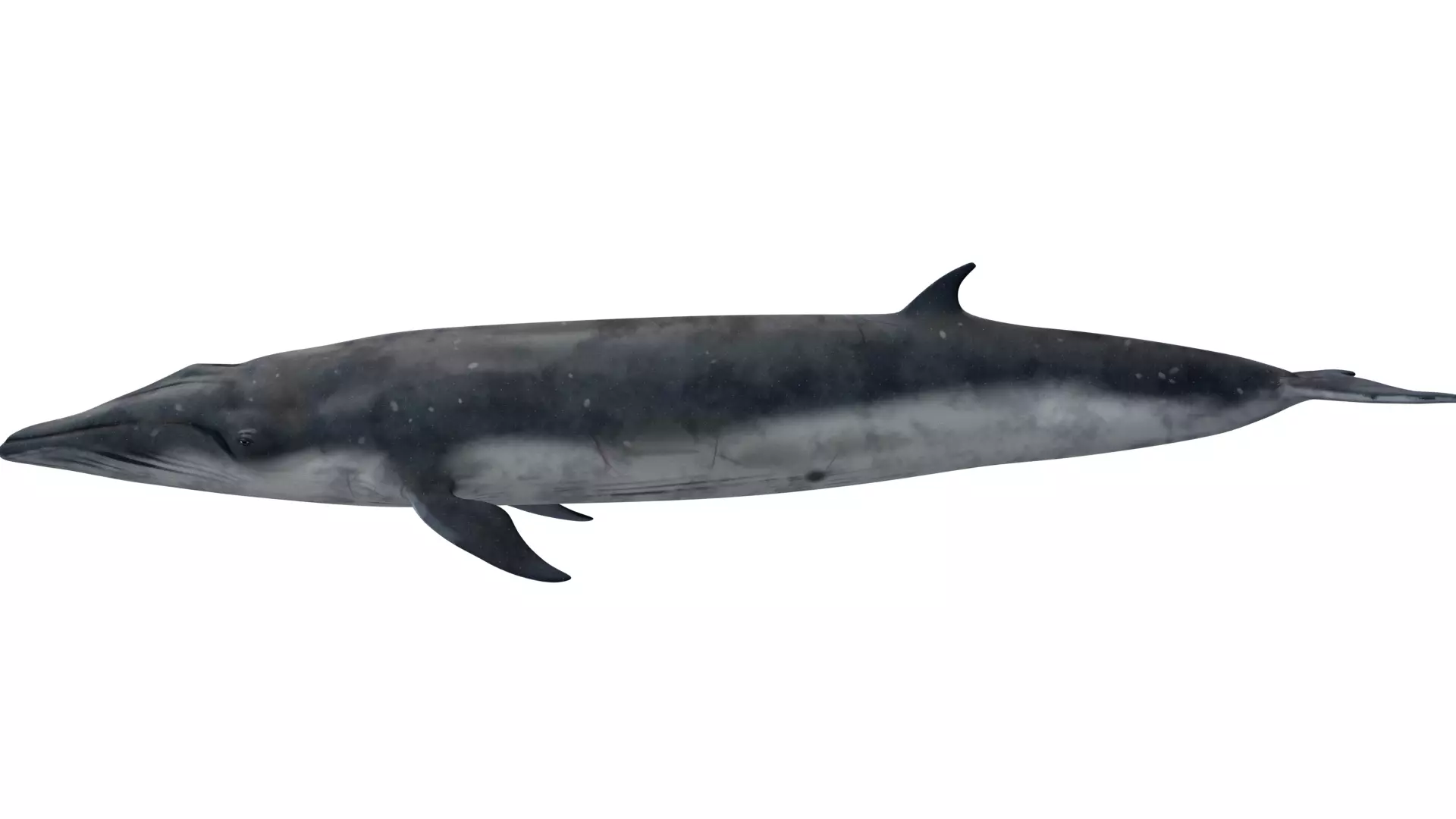 Sei Whale 3D model_0