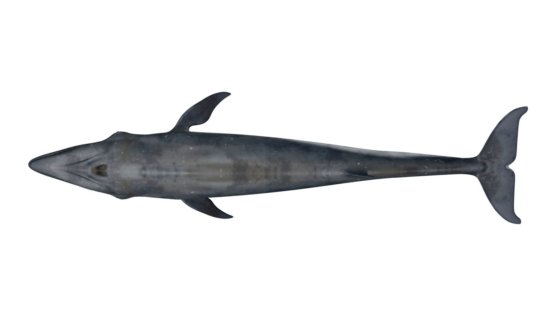 Sei Whale 3D model_8