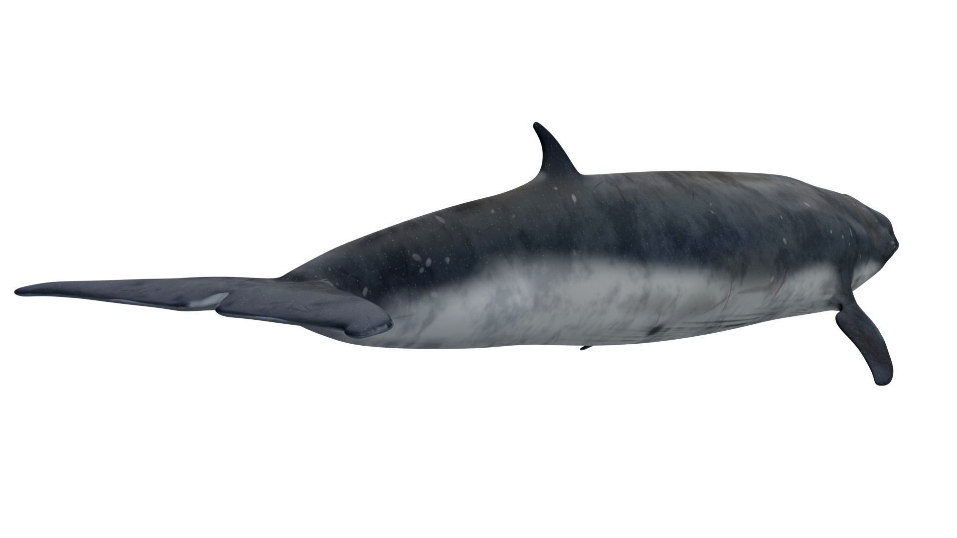 Sei Whale 3D model_5
