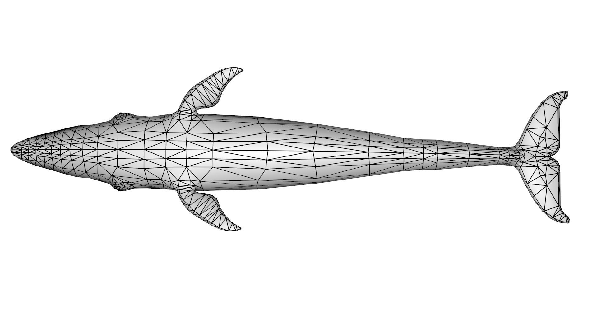 Sei Whale 3D model_19