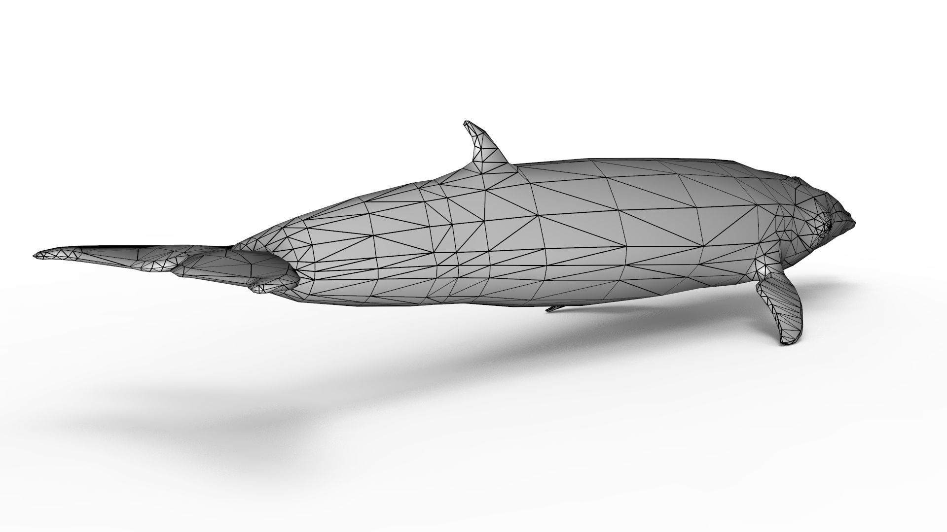 Sei Whale 3D model_15