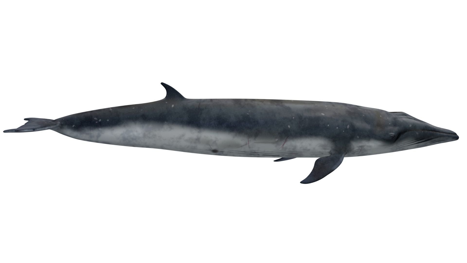 Sei Whale 3D model_4