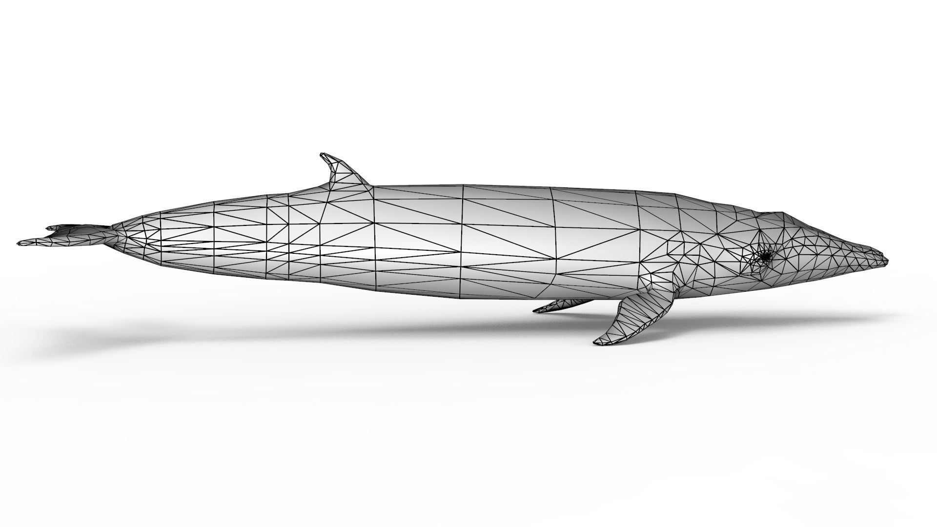 Sei Whale 3D model_14