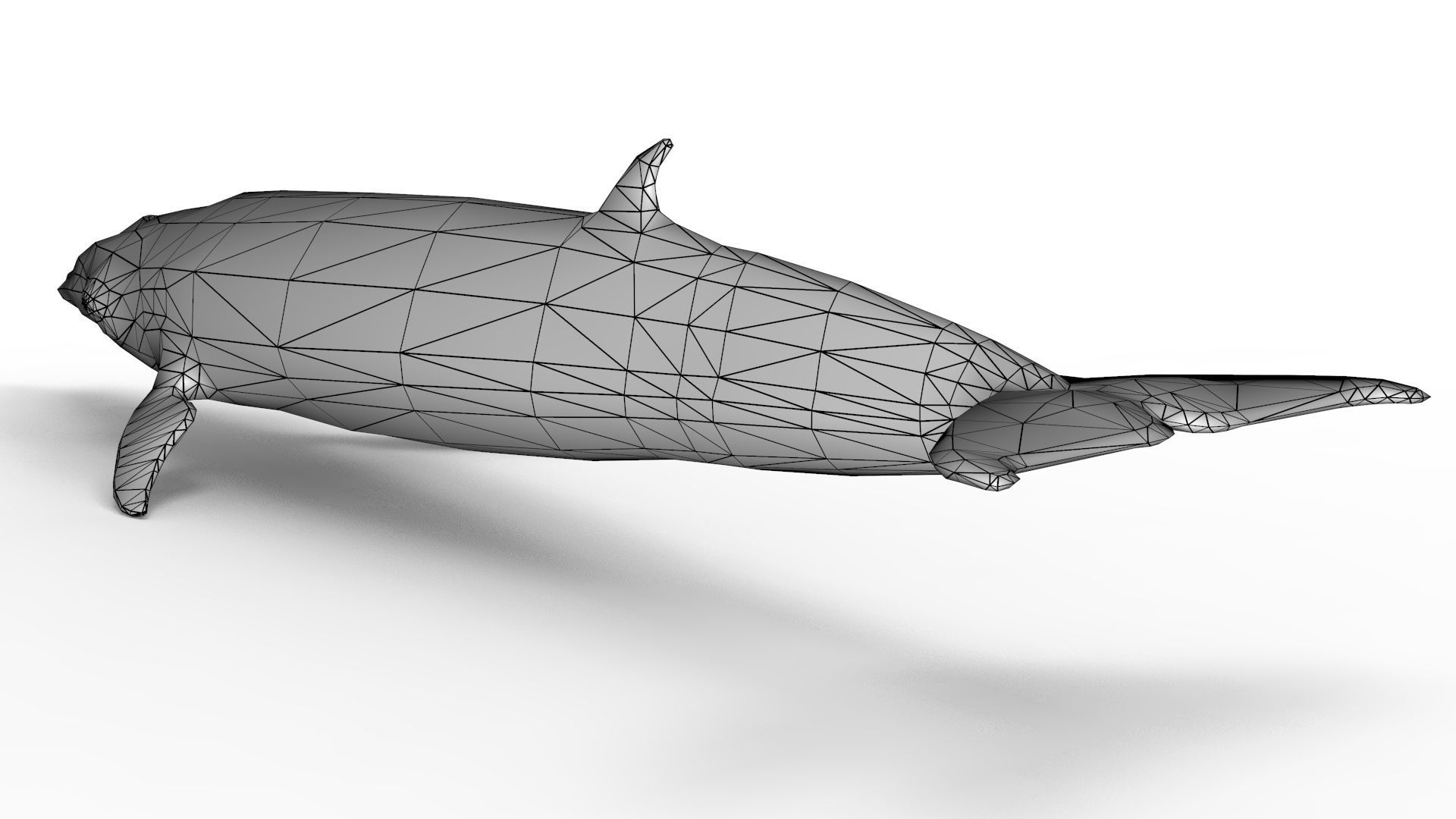 Sei Whale 3D model_17