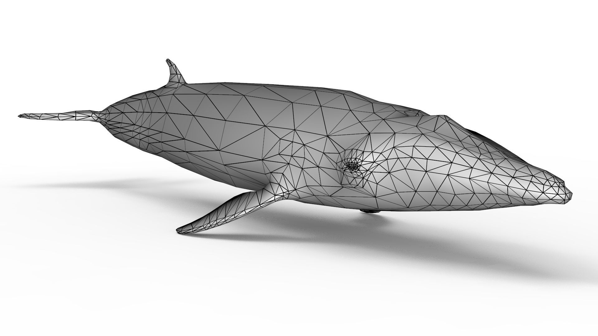 Sei Whale 3D model_13
