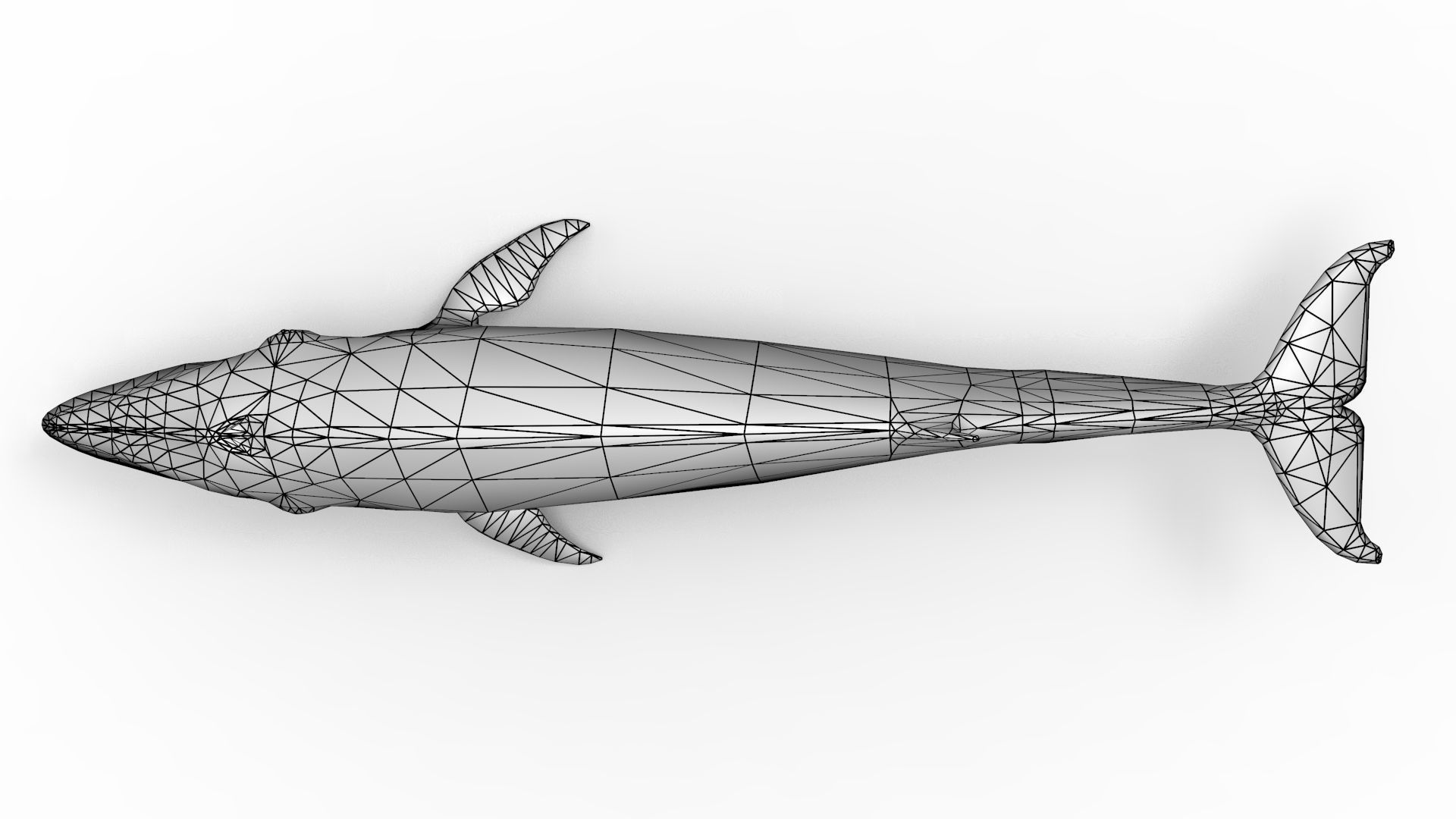 Sei Whale 3D model_18