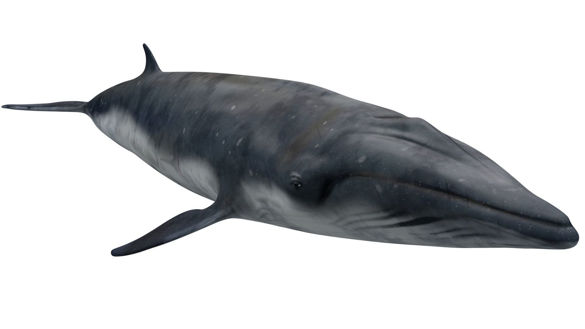Sei Whale 3D model_3