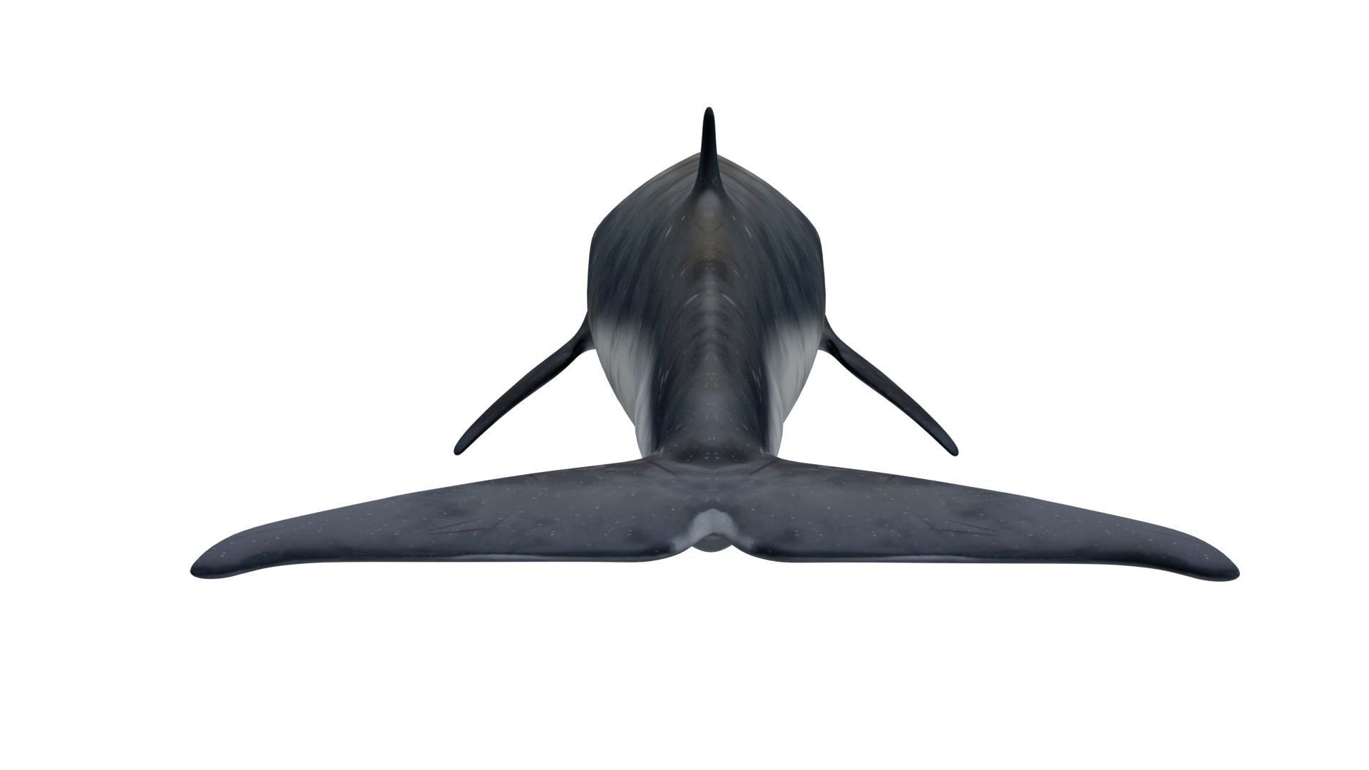 Sei Whale 3D model_6