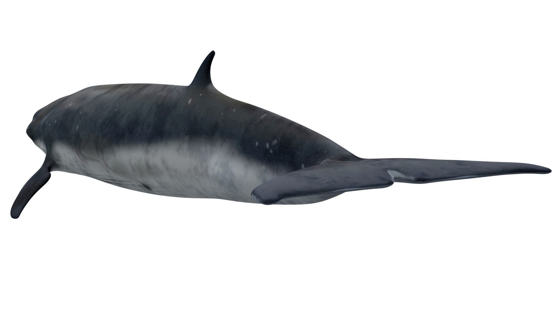 Sei Whale 3D model_7