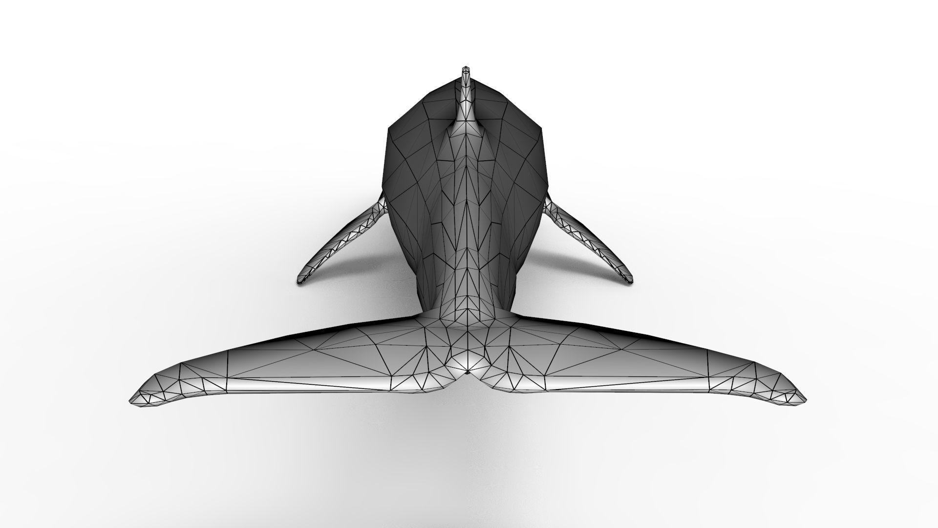 Sei Whale 3D model_16