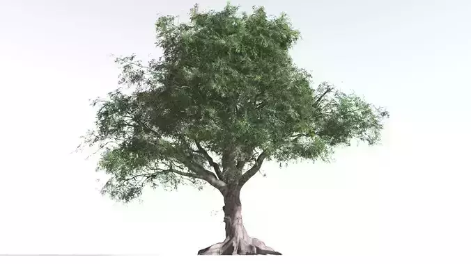 EVERYPlant Spur Mahogany 1 --16 Models-- 3D model